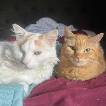 Domestic Medium Hair Cats Available for Adoption in Lyndhurst, Virginia - Gerald Sr | PetCurious