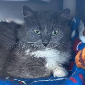 Micky -  Domestic Medium Hair Cat for Adoption in Dover, New Hampshire - Micky | PetCurious