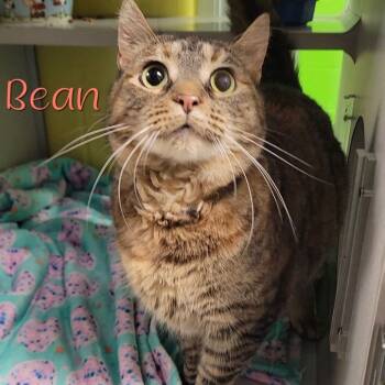 Rescue Domestic Short Hair Cats for Adoption in Parkersburg, West Virginia - Bean | PetCurious