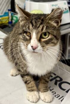 Rescue Domestic Short Hair Cats for Adoption in West Chester, Pennsylvania - Shannon | PetCurious