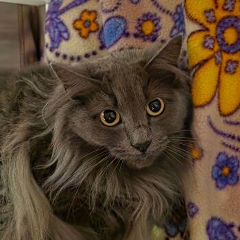 Rescue Domestic Medium Hair Cats for Adoption in Port Townsend, Washington - Gracie | PetCurious