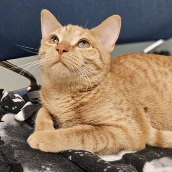 Rescue Domestic Short Hair Cats for Adoption in Verona, Wisconsin - Oakley | PetCurious