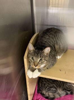 Prune -  Domestic Short Hair Cat for Adoption in Cleveland, Ohio - Prune | PetCurious
