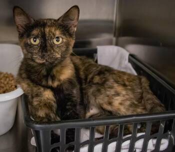Minette (FCID# 09/02/2026 - 35 Trainer) -  Tortoiseshell Cat for Adoption in Greenville, Delaware - Minette (FCID# 09/02/2026 - 35 Trainer) | PetCurious