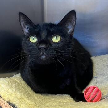 Domestic Short Hair Cats Available for Adoption - Hecate | PetCurious