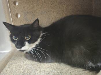 Rescue Domestic Short Hair Cats for Adoption in Roanoke, Virginia - Bertie | PetCurious