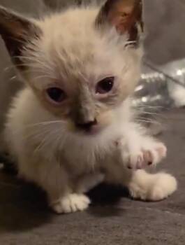 Siamese Cats Available for Adoption in New Braunfels, Texas - Lola | PetCurious