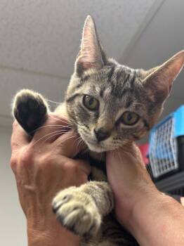 Sandy -  Domestic Short Hair Cat for Adoption in Thurmont, Maryland - Sandy | PetCurious