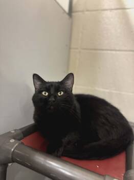 Domestic Short Hair Cats Available for Adoption in Fruit Heights, Utah - Mac | PetCurious