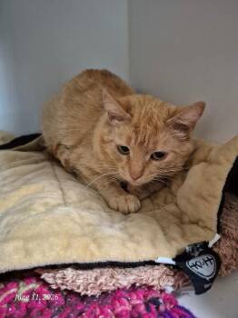 Callie -  Domestic Short Hair Cat for Adoption in Thompson Falls, Montana - Callie | PetCurious