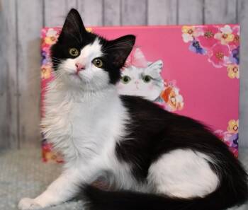 Kami -  Domestic Long Hair Cat for Adoption in Roanoke, Texas - Kami | PetCurious