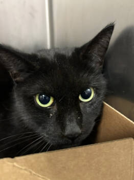 Rescue Domestic Short Hair Cats for Adoption in West Chester, Pennsylvania - Gremlin | PetCurious