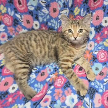 Saffron - Independent but Affectionate -  Domestic Short Hair Cat for Adoption in Hamilton, Ontario - Saffron - Independent But Affectionate | PetCurious