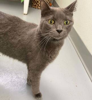 Kofi -  Domestic Short Hair Cat for Adoption in Covington, Virginia - Kofi | PetCurious