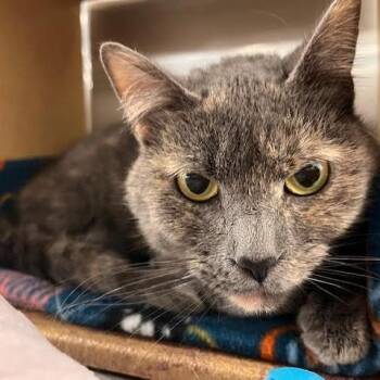 Domestic Short Hair Cats Available for Adoption - Martina McBride | PetCurious