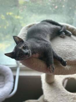 Posh -  Tortoiseshell Cat for Adoption in East Greenwich Township, New Jersey - Posh | PetCurious