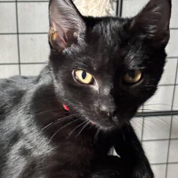Rescue Domestic Short Hair Cats for Adoption in Dickson, Tennessee - Miss Scarlett | PetCurious