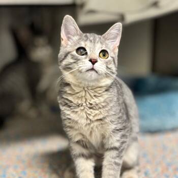 Georgia -  Domestic Short Hair Cat for Adoption in Nashville, Indiana - Georgia | PetCurious