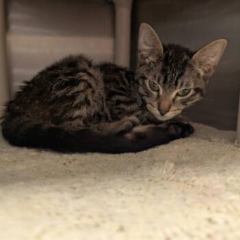 Cali -  Domestic Short Hair Cat for Adoption in Sand Springs, Oklahoma - Cali | PetCurious