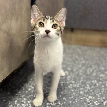 Kennedy -  Domestic Short Hair Cat for Adoption in Marshalltown, Iowa - Kennedy | PetCurious