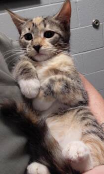 Rosalie -  Domestic Short Hair Cat for Adoption in Henderson, North Carolina - Rosalie | PetCurious