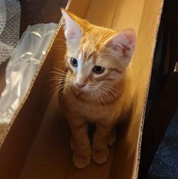 Rescue Tabby and Domestic Short Hair Cats for Adoption in Wyandotte, Michigan - Pete *** Great W/ Dogs *** | PetCurious