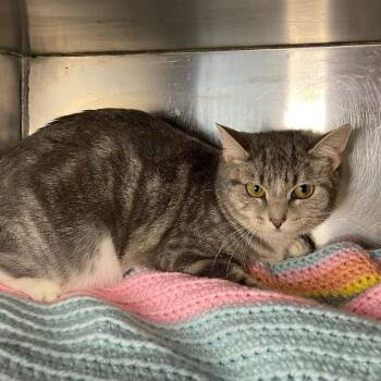 Domestic Short Hair Cats Available for Adoption in Roanoke, Virginia - Piper | PetCurious