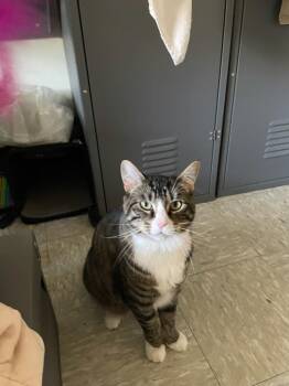 Brody -  Domestic Short Hair Cat for Adoption in Rochester, Washington - Brody | PetCurious