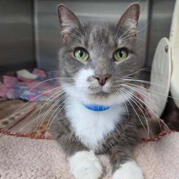 Domestic Short Hair Cats Available for Adoption in Lakeland, Florida - Gus | PetCurious
