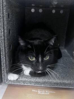 Diesel -  Domestic Short Hair Cat for Adoption in Daytona Beach, Florida - Diesel | PetCurious