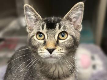 Tabby Cats Available for Adoption in Powell, Ohio - Desi | PetCurious