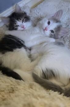 Camille -  Domestic Medium Hair and Tabby Cat for Adoption in Campbell, California - Camille | PetCurious