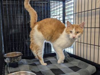 Ziggy -  Domestic Short Hair Cat for Adoption in Southbury, Connecticut - Ziggy | PetCurious