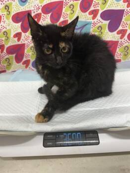 Rescue Domestic Short Hair Cats for Adoption in Baytown, Texas - TIG | PetCurious