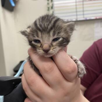 Licorice Whip -  Domestic Short Hair Cat for Adoption in Chattanooga, Tennessee - Licorice Whip | PetCurious