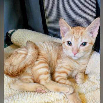 Rescue Tabby Cats for Adoption in Denver, North Carolina - Baby Boss | PetCurious