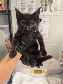 Whistle -  Domestic Medium Hair Cat for Adoption in Cincinnati, Ohio - Whistle | PetCurious