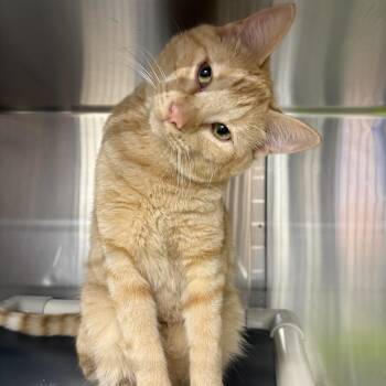 Chrysanthemum -  Domestic Short Hair Cat for Adoption in Saint Charles, Missouri - Chrysanthemum | PetCurious