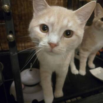 Domestic Short Hair Cats Available for Adoption - Fruit Cake | PetCurious