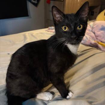 Domestic Short Hair Cats Available for Adoption in Livingston, Texas - Atlas | PetCurious