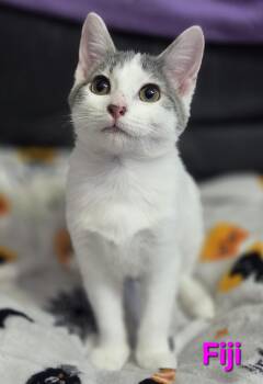 Rescue Domestic Short Hair Cats for Adoption in Brighton, Michigan - Fiji (siblings Are Aquafina And Evian) | PetCurious