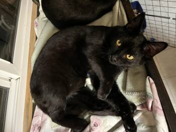 Rescue Domestic Short Hair Cats for Adoption in Eugene, Oregon - Midnight | PetCurious