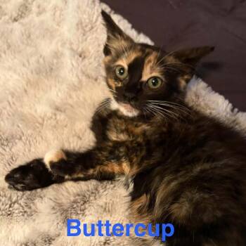 Buttercup -  Domestic Short Hair Cat for Adoption in Bentonville, Arkansas - Buttercup | PetCurious