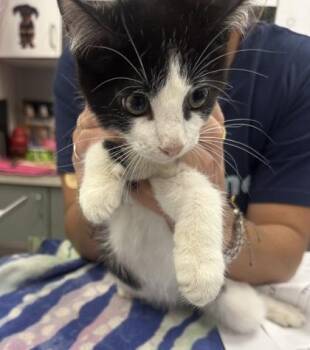 Butternut -  Domestic Short Hair Cat for Adoption in Palm Coast, Florida - Butternut | PetCurious