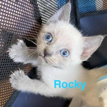 Rocky -  Siamese and Domestic Short Hair Cat for Adoption in New Braunfels, Texas - Rocky | PetCurious