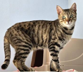 Rescue American Shorthair Cats for Adoption in Eglin Air Force Base, Florida - Boop | PetCurious