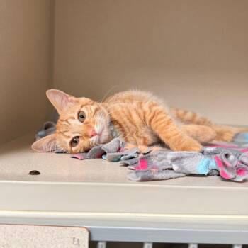 Virgo -  Domestic Short Hair Cat for Adoption in Great Falls, Montana - Virgo | PetCurious