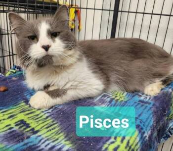 Domestic Medium Hair Cats Available for Adoption in Richmond, Indiana - Pisces | PetCurious