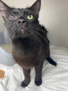 Domestic Medium Hair Cats Available for Adoption in Los Angeles, California - Slim Shady | PetCurious