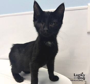 Avery -  Domestic Short Hair Cat for Adoption in Washington, District Of Columbia - Avery | PetCurious